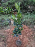 四季菠蘿蜜樹(shù)樹(shù)苗嫁接紅肉菠蘿蜜樹(shù)苗馬來(lái)西亞1號黃肉干苞果樹(shù)苗 【2年四季紅肉干苞】帶土帶葉發(fā) 40cm(含)-50cm(不含) 曬單實(shí)拍圖