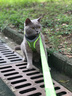 TOUCHDOGTouchcat它它輕巧貓咪胸背衣?tīng)恳K輕嗨背心式寵物胸背帶透氣夜光 【基礎款】草綠色 M【建議16斤以?xún)取?曬單實(shí)拍圖