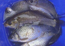 漁歡歡手握成團三色酒米打窩料野釣鯽魚(yú)鯉魚(yú)草魚(yú)釣魚(yú)餌料酒米窩料 捏團三色酒米-1包X400G 1X400克 曬單實(shí)拍圖
