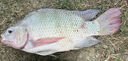 九釣郎羅非專(zhuān)用餌料池塘湖泊野釣廣東大羅非腥香魚(yú)食小藥黑坑爆護打窩料 一袋【專(zhuān)釣羅非魚(yú)】 曬單實(shí)拍圖