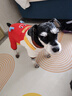 MIKI PAD狗狗衣服小型犬春秋款貓咪衣服四腳衣可牽引小狗衣服泰迪比熊 薯條背帶褲 L背長35cm（參考體重8-11斤） 曬單實拍圖