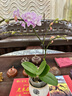 卉軒居年宵花卉蝴蝶蘭花苗帶花劍帶花苞包開(kāi)花盆栽蘭花大苗客廳室內植物 【帶花發(fā)貨】櫻花蝴蝶蘭 贈送：支架+夾子 曬單實(shí)拍圖