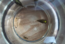 AIPHAROW河豚觀賞魚(yú)潛水艇活體淡水魚(yú)熱帶魚(yú)狗頭魚(yú)娃娃寵物魚(yú)生氣的魚(yú) 潛水艇5CM3條 曬單實(shí)拍圖