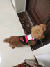 DSRAWMYT 狗狗牽引繩 胸背帶 中大型犬遛狗背心式狗繩金毛拉布拉多狗鏈子 曬單實(shí)拍圖
