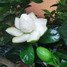 梔子花盆栽帶花苞樹(shù)苗植物辦公室內陽(yáng)臺桌面花卉四季開(kāi)花好養綠植 【多分支大苗】精品梔子花+白幾何陶瓷盆【帶盆栽好】 帶盆栽好 曬單實(shí)拍圖