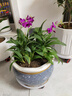 意軒石斛蘭盆栽帶花苞四季開(kāi)花不斷綠植室內陽(yáng)臺花卉易養蘭花植物 紅潑墨 7-8苗 帶花  送懶人 曬單實(shí)拍圖