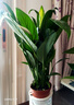 白掌盆栽植物室內(nèi)花卉水培一帆風(fēng)順大盆水養(yǎng)綠植 特級紅掌+特級白掌(北歐吸水盆) 含盆 曬單實拍圖