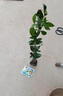 正宗櫻桃樹(shù)苗巴西櫻桃果苗黑玫瑰櫻桃水果苗帶土帶葉發(fā)貨盆栽地栽 巴西櫻桃三年苗 帶土帶葉 50cm(含)-60cm(不含) 曬單實(shí)拍圖