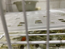 織萌小寵兔子腳墊寵物底板墊塑料荷蘭豬防啃咬兔籠墊板用品墊子籠子網(wǎng)格墊 白色 （耐啃咬） 曬單實拍圖