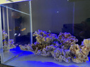 紅海星迷你蛋分器蛋白質分離器海水缸化氮器海水魚缸珊瑚缸內掛置過濾器 新款SQ-90 PLUS【送 排污管+閥門】 曬單實拍圖