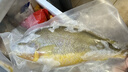 御瀘鮮湘【順豐發(fā)貨】青島正宗新鮮海捕大黃魚深海大黃花魚鮮活冷凍大黃魚 5斤加量裝 5A級特大號【1斤1條】 曬單實(shí)拍圖