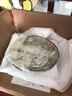 千代源有古窯綠色兔子陶瓷碗日式餐具套裝家用日本進(jìn)口飯碗大碗面碗湯碗 6.5英寸深盤 曬單實(shí)拍圖