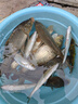 川澤錘頭尾夜光漂硬尾咬鉤變色加粗醒目魚(yú)漂大物鰱鳙日夜兩用高亮浮漂 升級款PJ-06【湖庫混養】鉛2.7g 【咬鉤變色】加粗硬尾 曬單實(shí)拍圖