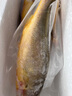 歡之婧 東海大黃魚(yú) 黃花魚(yú)新鮮 鮮活船凍 深海海捕 2條裝（2斤以上/條） 曬單實(shí)拍圖
