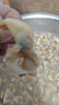 大黃蜆子鮮活無(wú)沙蛤蜊大文貝扇貝海鮮貝類(lèi)丹東黃蜆【順豐特快】 5斤(凈重)  （110-130粒） 丹東大黃蜆子 曬單實(shí)拍圖