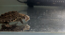 云映漁舟微山湖新鮮黑魚(yú)肉丁泥鰍段喂養烏龜飼料龍虎魟魚(yú)食冷凍河蝦麥穗魚(yú) 3袋黑魚(yú)丁+3袋泥鰍?。看?00克 曬單實(shí)拍圖