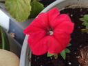 朵芮蜜矮牽?；?牽牛花花苗四季室外好養(yǎng)易活易爆盆陽臺庭院花卉小苗 矮牽牛10株混色 曬單實(shí)拍圖