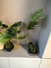 愛你一萬年苔蘚球微景觀植物盆栽竹柏菖蒲辦公室內花卉綠植桌面苔蘚球好養(yǎng)活 曼麗榕苔蘚球（無托盤） 曬單實拍圖