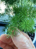 京厽蓬萊松盆栽植物室內(nèi)老樁花卉綠植水培好養(yǎng)活客廳迎客松小盆景 蓬萊松五年苗原土發(fā)貨無盆 帶盆栽好 曬單實(shí)拍圖