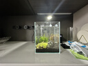 西游水族創(chuàng)意生態(tài)魚缸超白造景懶人微景觀DIY室內(nèi)客廳迷你生態(tài)瓶免換水 長18*寬18*高22-石林款造景全套 曬單實拍圖