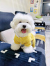 小狗狗衣服寵物秋冬款泰迪比熊小型犬約克夏博美四腳絨衣可牽引 灰小熊 (可牽引) XL背長(cháng)40 建議11-16斤 曬單實(shí)拍圖