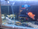 中國紅冷水淡水觀賞魚錦鯉魚活魚金魚小型好養(yǎng)紅鯉魚純種小錦鯉 16-18cm長黑白黃紅各一條 曬單實(shí)拍圖