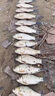 赤尾青免冰脫鹽蝦肉粉超濃腥南極磷蝦粉釣魚(yú)專(zhuān)用野釣鯽魚(yú)羅非餌料 赤尾青【250克*2袋】 曬單實(shí)拍圖