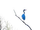 佳能（Canon）RF400mm F2.8 L IS USM L級大光圈超遠攝定焦鏡頭 打鳥裝備 曬單實拍圖