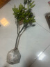 CHUANGSHIJI沙糖桔樹(shù)苗南方北方種植橘子樹(shù)苗柑桔果樹(shù)果苗嫁接砂糖地栽盆栽 8年精選造型樹(shù) (結果多)帶土球發(fā) 81cm(含)-110cm(含) 曬單實(shí)拍圖