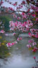 卡色（Kase）200mmF5.6全畫(huà)幅折返鏡頭 甜甜圈定焦鏡頭背景虛化夢(mèng)幻特效 適用于EF RF E Z G X微單相機(jī)卡口 【佳能EF卡口】全畫(huà)幅折返鏡頭 曬單實(shí)拍圖