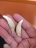 竹譽(yù)驍 正宗真黑狗牙齒飾品項(xiàng)鏈吊墜掛件 男女寶寶嬰幼兒童狼牙骨質(zhì) 黑狗原牙-祝您平安4.55厘米2個(gè)裝 曬單實(shí)拍圖