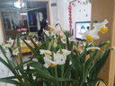 水仙花種球室內(nèi)陽臺水培水養(yǎng)水仙室外盆栽花卉冬天種耐寒植物種子 水仙花種球【5顆】+營養(yǎng)液 曬單實拍圖