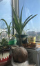 椰子樹(shù)苗盆栽四季常青室內庭院陽(yáng)臺椰子苗當年結果南方種的植物 香水椰 三年苗 曬單實(shí)拍圖