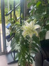 花下賞蝶荷蘭進(jìn)口百合種球四季開(kāi)花耐寒陽(yáng)臺室內室外進(jìn)口重瓣百合花卉盆栽 新品種北極星 1顆百合+肥料 包對版 曬單實(shí)拍圖