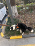 DidogPet狗狗牽引繩狗胸背小型犬比熊胸背帶中型犬柯基法斗背心式遛狗繩子 棕色+1.5米牽引繩 L-大型：建議體重30-45斤 曬單實拍圖