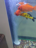 HASE魚(yú)缸氧氣泵超靜音增氧機小型家用充氧機養魚(yú)用大功率充氧泵增氧泵 超靜音雙孔10W/ 10CM納米氣盤(pán)套餐 曬單實(shí)拍圖