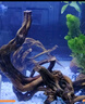 逸樂寵魚缸造景水草缸沉木紫柚木曬龜臺免煮烏龜曬臺斗魚裝飾小號木頭 紫柚木隨機25一35cm有型1個 曬單實拍圖