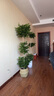 植季幸福樹盆栽植物辦公室內(nèi)好養(yǎng)盆景凈化空氣吸甲醛大型綠植客廳擺放 三層幸福樹1.5-1.7m編織籃 曬單實(shí)拍圖