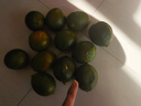 京配嘉果正宗新鮮海南檸檬香水青檸檬奶茶店 青檸檬皮薄多汁當(dāng)季 2斤精選裝 曬單實(shí)拍圖