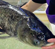 沢素灣千島湖胖頭魚(yú)  活魚(yú)到家千島湖活魚(yú)特產(chǎn)魚(yú)節送禮盒送禮 8斤活魚(yú) 曬單實(shí)拍圖