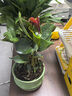 花友花卉紅掌盆栽辦公室客廳室內開(kāi)花好養植物水培大花朵教師節 紅掌【含梅青瓷盆】 曬單實(shí)拍圖