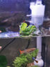 水芙蓉苗水浮蓮水培植物水生植物水養草池塘魚(yú)缸造景養殖凈化水質(zhì) 水芙蓉5棵 裸根不帶土 曬單實(shí)拍圖