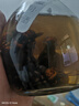 馬蜂酒泡酒材材料金環(huán)虎頭蜂活體野生馬蜂誘蜂水原材料 3年金環(huán)老蜂酒500ml(酒體金黃) 虎頭蜂，純釀白酒 曬單實(shí)拍圖