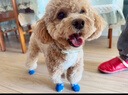 憨憨寵 寵物狗狗襪子 狗狗鞋子子小型犬泰迪小狗防滑防磨腳冬季保暖襪子 襪子藍(lán)灰小熊款 M號(hào) 曬單實(shí)拍圖