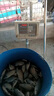 船長漂船長浮漂蘆魂K58蘆葦鯽魚漂手工蘆葦高靈敏行程醒目鯉魚漂 K58 標準長【黑坑鯽魚·小混養(yǎng)】 2號一支 曬單實拍圖