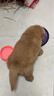 本秋幼犬純種金毛活體健康金毛犬成年大型尋回犬導(dǎo)盲犬寵物狗金毛幼崽 血統(tǒng)級 2 公 曬單實拍圖