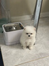 祥彥方依純種博美幼犬活體茶杯犬寵物狗活體長(zhǎng)不大俊介茶杯狗哈多利系球體 血統(tǒng)級(jí) 曬單實(shí)拍圖