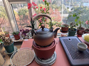 健頤年松針茶特級長白山野生新鮮馬尾松針茶干凈無雜泡茶 505克【3個月左右量】 曬單實拍圖