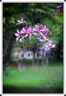 卡色（Kase）200mmF5.6全畫(huà)幅折返鏡頭 甜甜圈定焦鏡頭背景虛化夢(mèng)幻特效 適用于EF RF E Z G X微單相機(jī)卡口 【佳能EF卡口】全畫(huà)幅折返鏡頭 曬單實(shí)拍圖