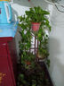 綠有意 綠蘿長藤盆栽室內大葉垂吊植物大盆綠籮除甲醛吊綠植水培花卉蘭 長藤綠蘿帶蓄水2盆+肥 曬單實拍圖